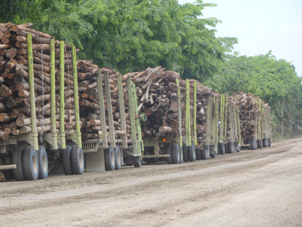 Trucks carrying woods from natural forest clearing heading to APRIL’s PT RAPP pulp mill on 1 May 2015.  Photo by EoF. Location:  N 0°28'0.34